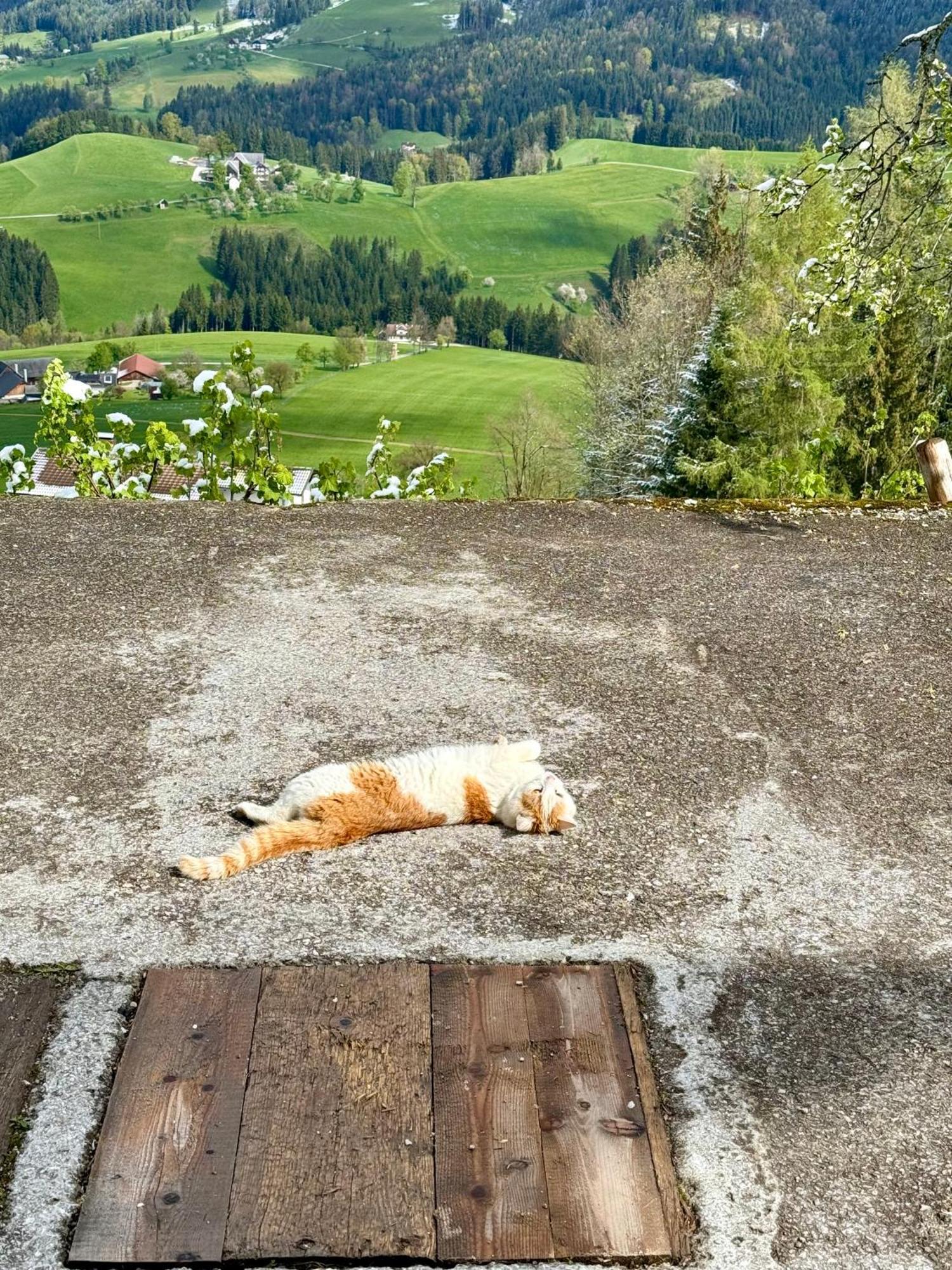 Almresort Baumschlagerberg Vorderstoder ภายนอก รูปภาพ